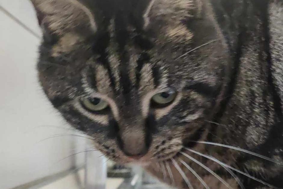 Alerta desaparecimento Gato Fêmea , 3 anos Comines France