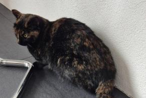 Alerta desaparecimento Gato Fêmea , 2 anos Muntelier Switzerland