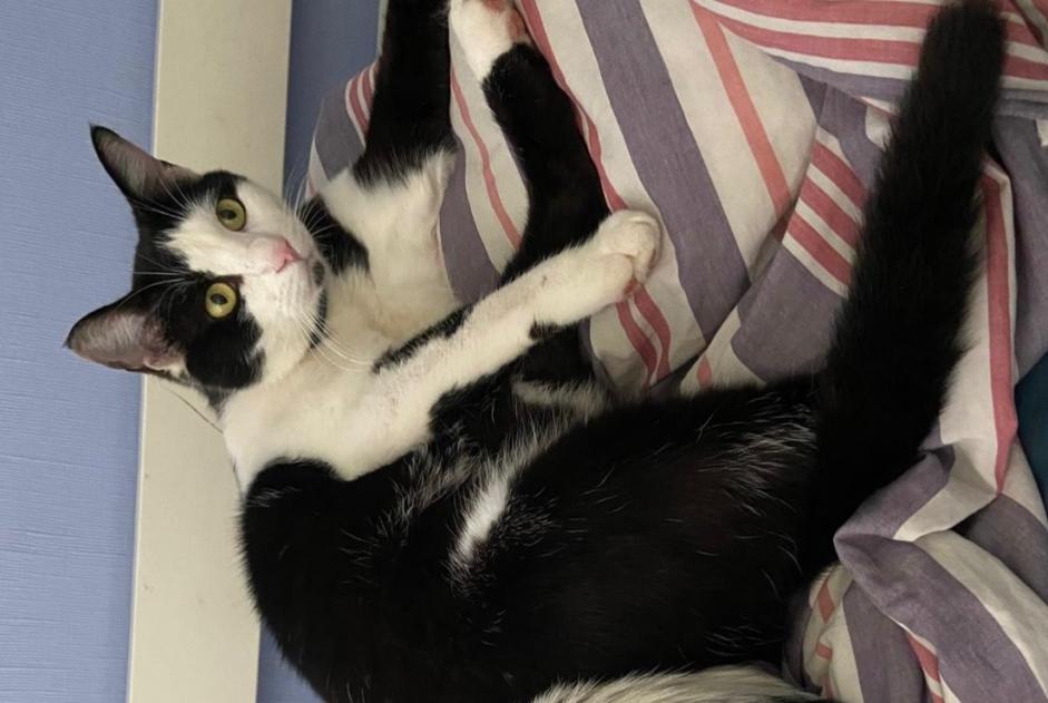 Alerta desaparecimento Gato Macho , 14 anos Tourville-la-Rivière France
