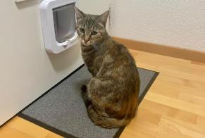 Alerta desaparecimento Gato Fêmea , 2 anos Milvignes Switzerland