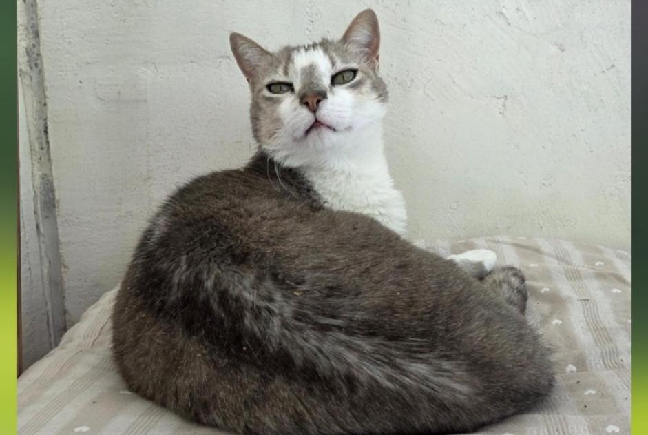 Alerta desaparecimento Gato  Fêmea , 7 anos Marseille France
