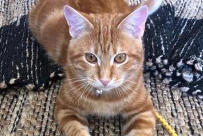 Alerta desaparecimento Gato Macho , 2 anos Saint-Léonard Switzerland