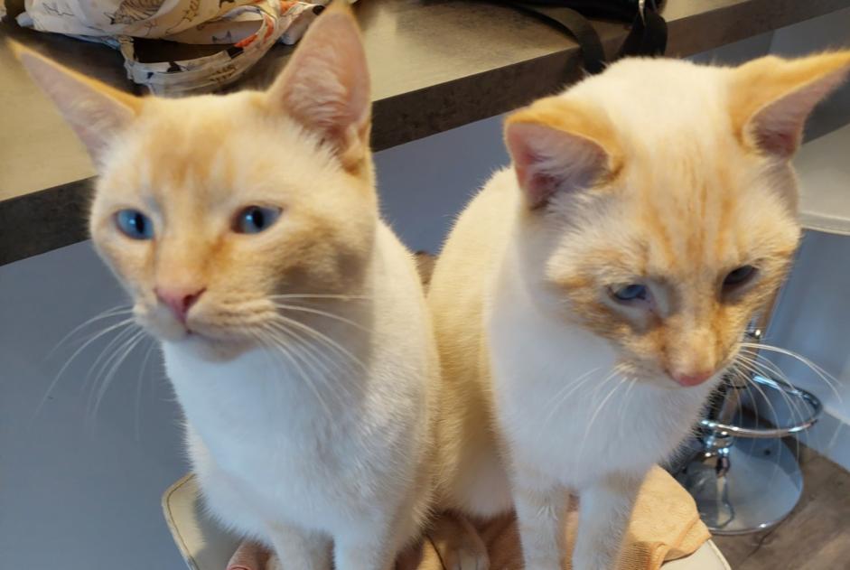 Alerta desaparecimento Gato cruzamento Macho , 3 anos Puidoux Switzerland