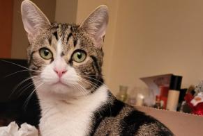 Alerta desaparecimento Gato  Macho , 1 anos Ville-d'Avray France