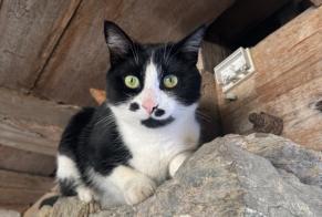 Alerta desaparecimento Gato cruzamento Macho , 5 anos Bourg-en-Lavaux Switzerland
