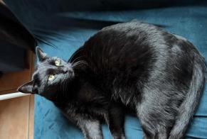 Alerta desaparecimento Gato Macho , 3 anos Corbières Switzerland